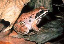 Wood Frog (Rana sylvatica) Size: 1.5 to 2.5 in.