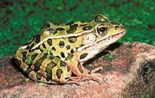 Northern Leopard Frog (Rana pipiens) Size: 2.0 to 3.5 in.
