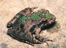 Northern Cricket Frog (Acris crepitans) Species Overview Northern cricket frog (Acris crepitans), an endangered species in Wisconsin, prefer ponds, lakes, and a variety of habitats along and adjacent