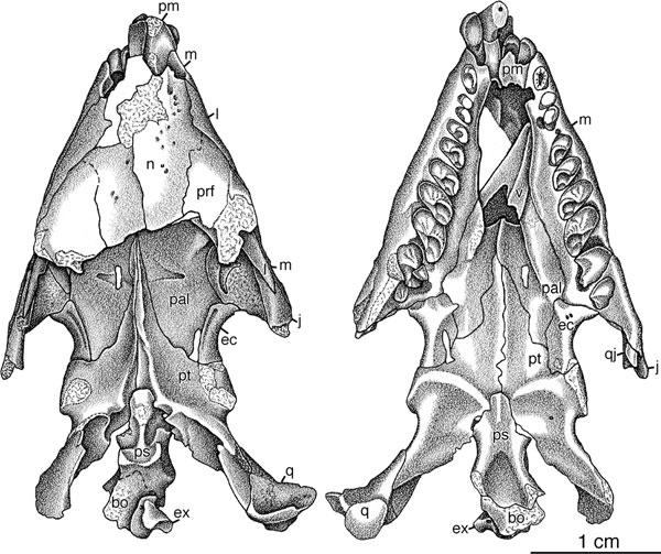 194 R. R. REISZ ET AL. Figure 2. Skull of Belebey vegrandis, SGU 104/B-2020: antorbital region of the skull roof and the palate in both dorsal and ventral views.