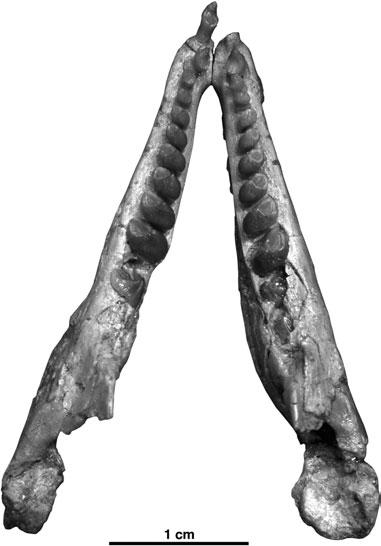 196 R. R. REISZ ET AL. Figure 6. Belebey vegrandis, SGU 104/B-2020: photograph of left and right mandibular rami in occlusal view. Scale bar = 1 cm.