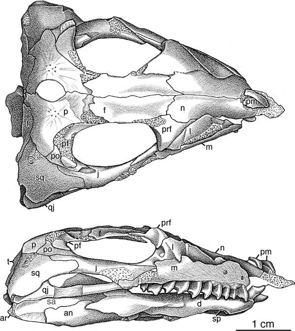 RUSSIAN BOLOSAURID REPTILE 197 Figure 7. Belebey vegrandis, SGU 104/B-2021: skull and mandible in dorsal and lateral views. Scale bar = 1 cm; see Appendix 1 for abbreviations list.