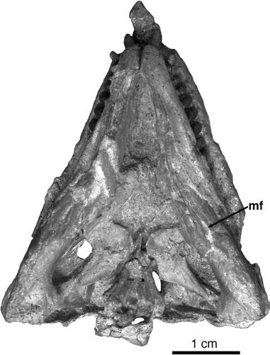 198 R. R. REISZ ET AL. Figure 8. Belebey vegrandis, SGU 104/B-2021: photograph of skull and mandible in palatal view. The skull was not available for illustration in this view.