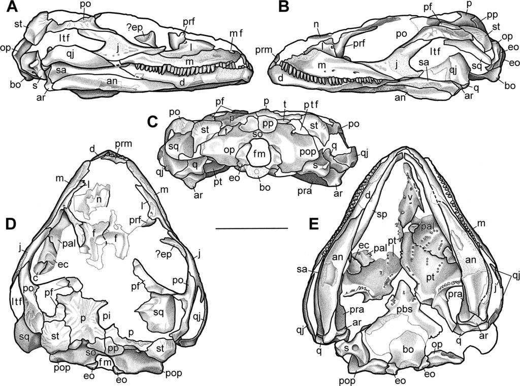 Modesto et al. 11 Fig. 1. Australothyris smithi gen. et sp. nov., SAM-PK-K8302, holotype.