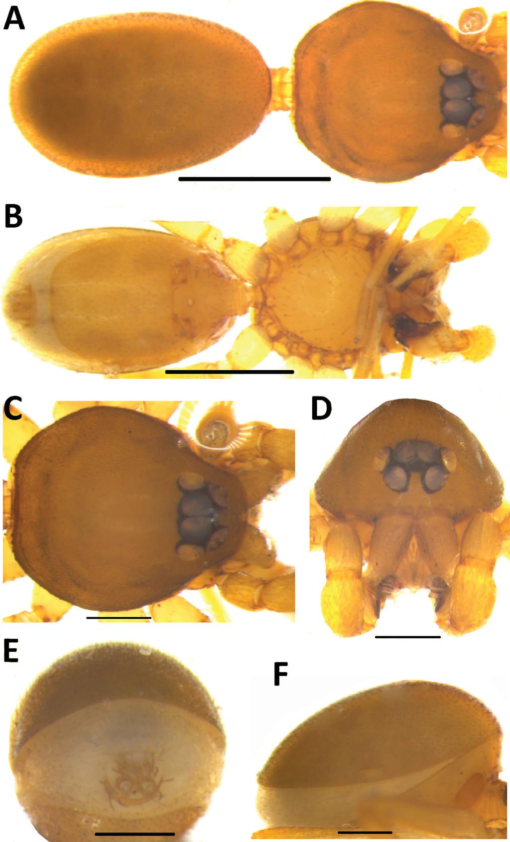 Figure 4 Xyphinus baehrae Kranz-Baltensperger, 2014. Male from Badulla, Kalupahana. A. Habitus, Dorsal view; B. Same, Ventral view; C.