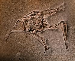 The Archaeopteryx was also the first bird, though later came another. It was called the Rahonavis.