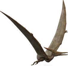 Also, if they soar in a circle on Pterosaurs have a structure much like a bat The Draco Lizard was also a flying reptile. It uses the flaps of skin on its sides to glide.