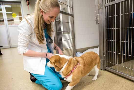 Student American Veterinary Medical Association