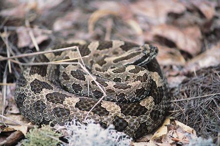 SECTION 3 IDENTIFYING ONTARIO S EASTERN MASSASAUGA RATTLESNAKE AND ITS LOOK-ALIKES Ontario has a greater variety of snake species than any other province in Canada.
