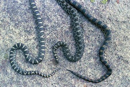 Note: Newly hatched or young black rat snakes and blue racers have a bold pattern of blotches.