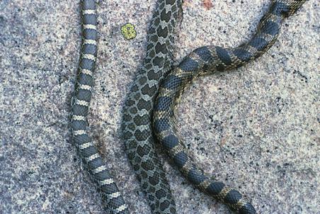 SIMILAR, BUT NOT THE SAME northern water, eastern hognose, eastern milk, and eastern fox snakes all resemble a massasauga rattlesnake because of a