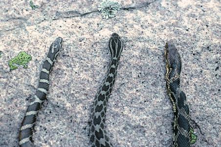 the sound made by a rattlesnake; northern water, eastern hognose, eastern milk, and eastern fox snakes will put on shows of strength or aggression, but