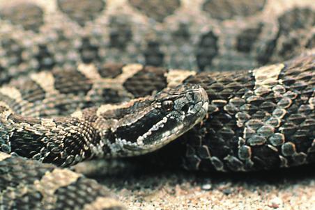 The rattle sets this species apart from all other snakes in Ontario (although on some individuals it goes missing due to wear or confrontations with predators).