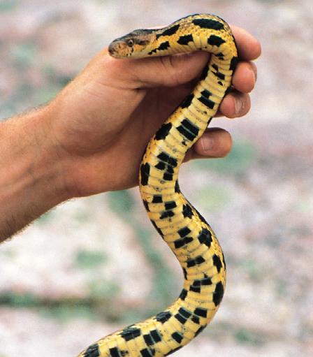 WHAT TO LOOK FOR: Length: 91-137 cm; Colour: the snake is characteristically yellow-brown in colour with large brown or black blotches on its back that alternate with smaller blotches along its