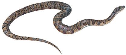 crescents; Head: oval head; Eyes: rounded pupils; The northern water snake will quickly flee Scales: keeled; anal scale divided; into water when