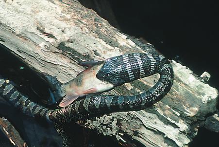 The northern water snake is non-venomous and feeds mainly on fish and frogs.