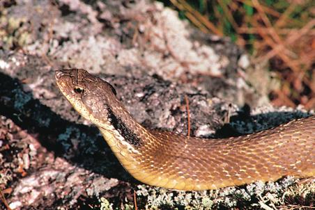 Heterodon platirhinos WHAT TO LOOK FOR : The eastern hognose snake can be found to