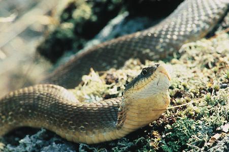 Tail: pointed and often in a tight flat coil; underside of tail is lighter in colour than body; Reproduction: lays eggs in logs, wood piles, and sandy areas; Young: young are more brightly patterned