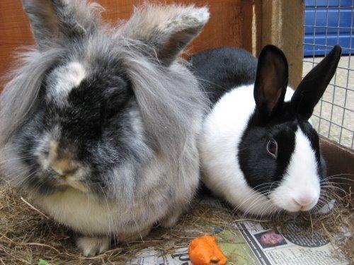 Rabbits A guide to bonding pairs Introduction Rabbits are social animals that should live in pairs or groups.