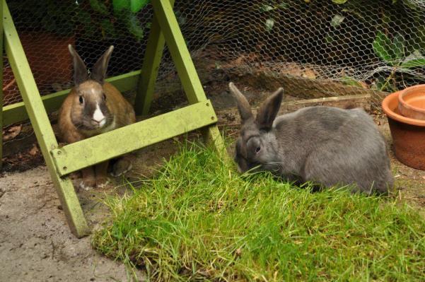 During the early weeks of living together full-time avoid placing them in close proximity to other rabbits, as this threatens their sense of security with one another and their environment.