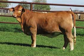 ENDLESS OASIS 9 ** CAVALIER 9/5 ** OASIS 55 ** SEX LIFE 88 The 0 offering is starting off with a first time offering of two embryo flushmates from one of our newest herd sires, CF Brock.