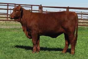 SMOOTHCONNECTION 98 EMMONS RANCH 55 THE DUCHESS 8055 Wittenburg Beefmasters has a long standing reputation for raising some of the best females in the breed, and to do that, they are highly selective