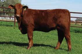 DANDY 0 ** GLADYS SMITH 599/ Cut from the same cloth as the A heifer, the B heifer in this pick is just as attractive and offers nearly the same genetic quality.