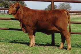 APRIL 8, 0 Spring Open Heifers GOLDEN MEADOWS RANCH LLC ON DNA US00 Breeder GOLDEN MEADOWS RANCH LLC DOB 0/0/0 BBU No.