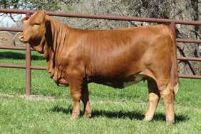 SEVEN 8 V SEVEN 5 Take a look at this big bodied female by Golden Meadow s herd bull Slick Red.