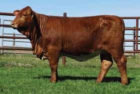 ** * HILLTOP RANCH DUSTY COTTON 9/ LH ** DUNKIN FARMS PAINTED TIGER 90 LH DOS SOMBREROS RANCH MISS DUSTY ** DOS SOMBREROS RANCH LADY JACQUELIN Fall Open Heifers Like her sisters, the C heifer in the