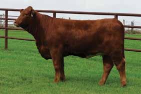 APRIL 8, 0 Fall Open Heifers A C 5/5 DNA 009 Breeder SEVENC ANDERSON CATTLE DOB 09//05 BBU No.