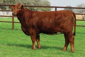 B 0 ** FUSION 58/ FUSIONS GRAND DESIGN 95/8 THE MATRIARCH 0/ ON Red Bull 5 is continuing to prove time and again that he can produce both powerful herd bulls and exquisite females. Anderson Cattle Co.