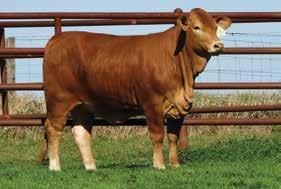 APRIL 8, 0 Fall Open Heifers A C 5/5 DNA 00 Breeder SEVENC ANDERSON CATTLE DOB 09//05 BBU No.
