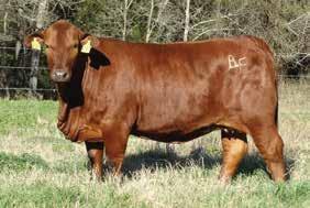 PAINTED WARRIOR 00 ** PAINTED TIGER 90 ** DUNKIN FARMS ** TIGER TIME /9 ** CAVALIER 9/5 CLEMENTINE 9L SIERRA 9/99 Several years back, a young open heifer by the great Painted Tiger bull sold through