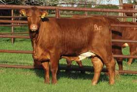 APRIL 8, 0 Bred Heifers BF 5 BAILEY FARM BRED DNA Breeder BAILEY FARM DOB 05/5/05 BBU No.
