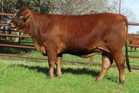 PAINTED TIGER 90 ** DUNKIN FARMS ** TIGER TIME /9 ** CAVALIER 9/5 CLEMENTINE 9L SIERRA 9/99 When Bailey Farms saw the production they were getting from Tiger Time, it was an easy decision to mate her