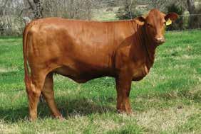 APRIL 8, 0 Bred Heifers CF 98/5 COLLIER FARMS BRED DNA US005 Breeder C F RANCHES DOB 0/0/05 BBU No.
