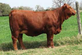 ** FUSION 58/ ** PHANTOM'S DIAMOND 9/9 COLLIER FARMS 88/9 ** SPARTACUS 8/5 TOMBIGBEE K90 90 L BAR 909 Bred Heifers Here is a moderate framed, extra gentle, high milk female that is sure to be a real