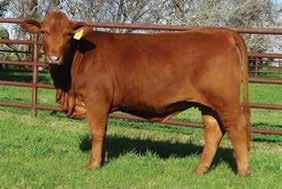 85/5 ** KING'S LADY / WITTENBURG 0 LT One of the best Fusion sons we used over the years at Collier Farms was a dark red polled bull we called Polled Fusion.