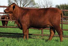 B 9 ** CF'S GRAND CHEROKEE MISS TIGER TOO /0 LT ** LADY TIGER 0/ LT Bred Heifers Triple B Beefmasters brought a very balanced and smooth made female to the 0 bred heifer offering in this attractive