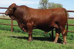 MC G DE 5/9 ** * DUSTY COTTON 9/ ** PAINTED TIGER 90 MISS DUSTY 5/ ** LADY JACQUELINE /9 In the tradition of offering a special set of bulls at the Collier Farms Advantage sale, we decided there