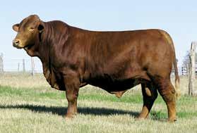 PRIDE 0 ** CLARK JONES FARMS 0 O K RANCH 9/ V SEVEN / Semen is $/straw. Buy 9, get FREE. All semen is stored at Elgin Breeding Service and must be picked up or transferred within 0 days of purchase.