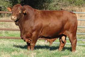 CLARK JONES FARMS 0 HILLTOP RANCH /98 KOOPMAN /9 Semen is $50/straw. Buy 9, get FREE. All semen is stored at Elgin Breeding Service and must be picked up or transferred within 0 days of purchase.