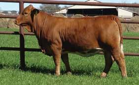 All semen is stored at Elgin Breeding Service and must be picked up or transferred within 0 days of purchase. Semen not claimed after 0 days will be forfiet.