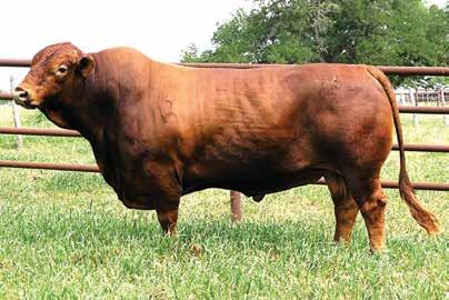 Cattle and VSeven Beefmasters Slick BBU: C9980