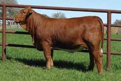Owner Wayne Bryant has created numerous mating combinations with this amazing young donor and all have turned out to be outstanding.