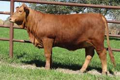 APRIL 8, 0 HS Heavenly Hattie T Sire: **Black Magic 0/9 (**Country Western 0/9 x Miss Scarlet USA 8) Dam: Harmony K (**Infinity 0/9 x Magic Melody 5) Some cows are bought to be donors and others just