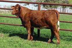 After she produced Red Bull 5 very early in life, this unique female was brought into the embryo program at Collier Farms and has not looked back.