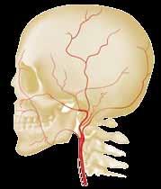 Vertebral Artery Parieto-occipital artery