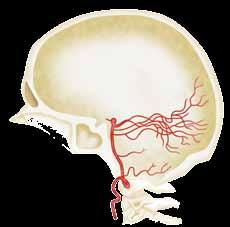 artery Anterior inferior cerebellar artery